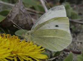 Small White